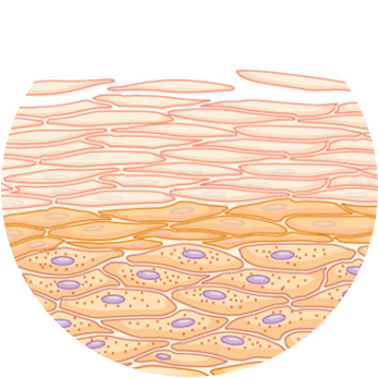  Wat is een peeling ?