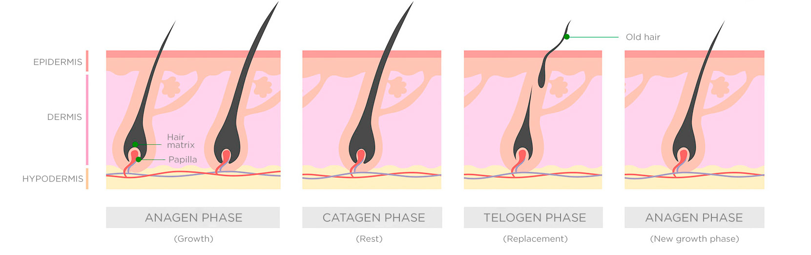 Lambdapil anti-hair loss: Complete solution for alopecia | ISDIN Lambdapil anti-hair loss: Complete solution for alopecia | ISDIN
