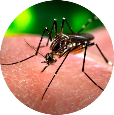 Antimosquitos ISDIN - Virus Zika