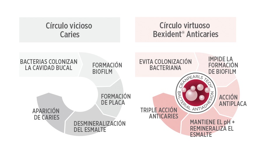 ¿Cómo se genera la caries y cómo actúa Bexident Anticaries?