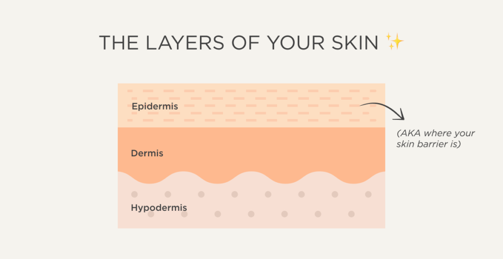 Layers of skin and skin barrier ISDIN