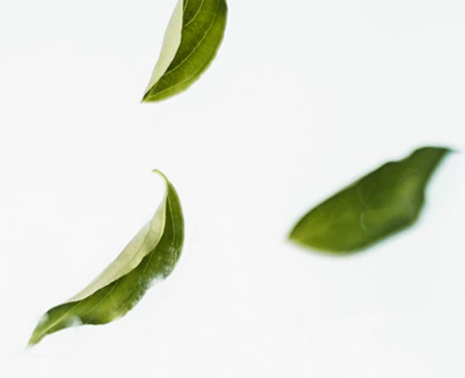 Propiedades del té verde matcha