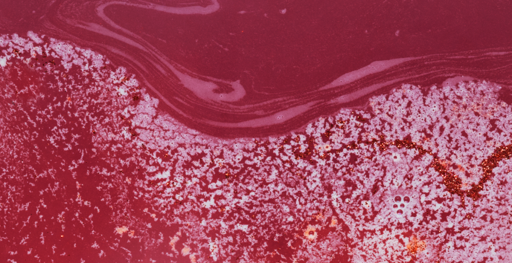 líquido rosa burbujeante alga roja mediterránea