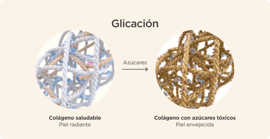 gráfico explicando el proceso de glicación en la piel, fenómeno que la envejece