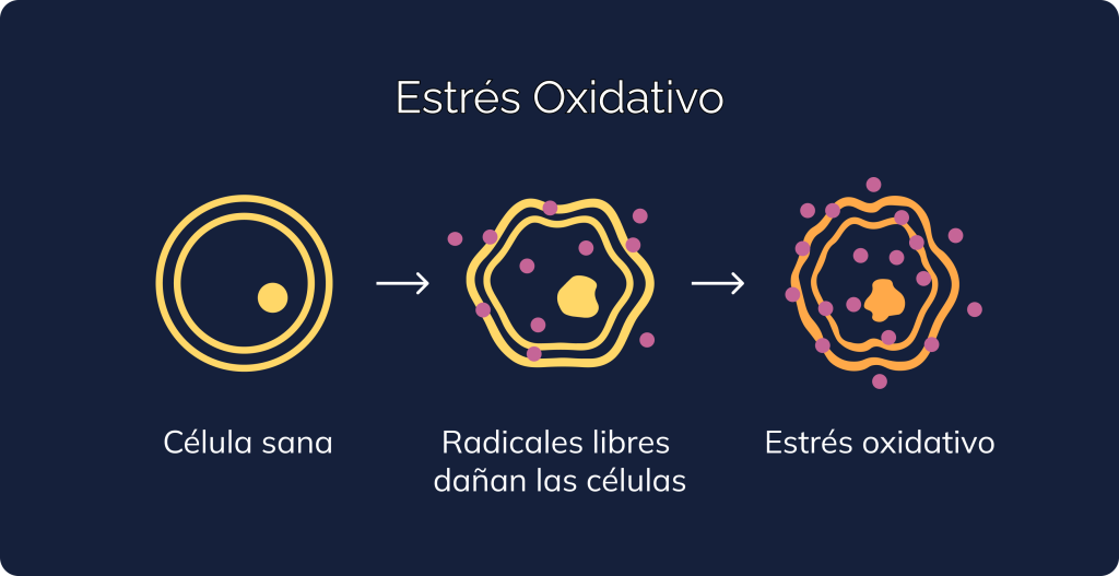 Infografía sobre cómo las células se dañan por los radicales libres, produciendo el estrés oxidativo.