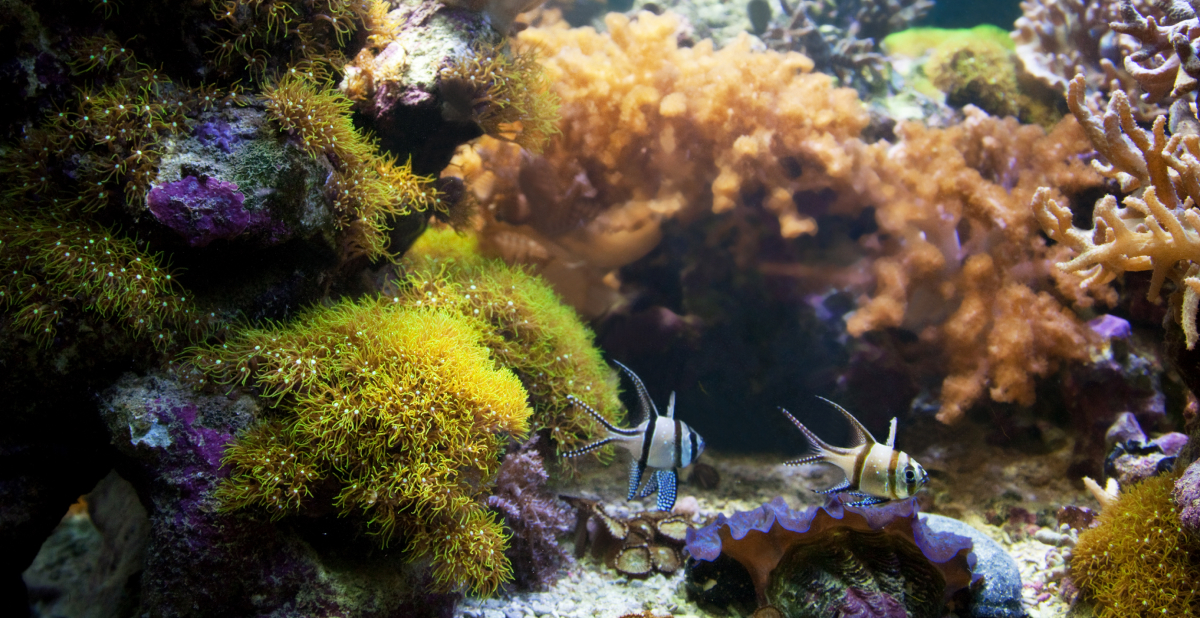 Dos peces entre corales y organismos marinos de un ecosistema de arrecife