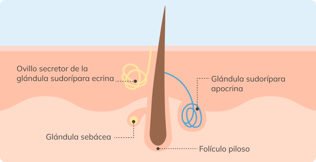 foliculo piloso imagen grafico