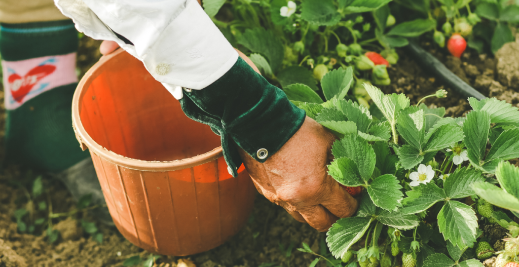 huerto de vegetales y frutas