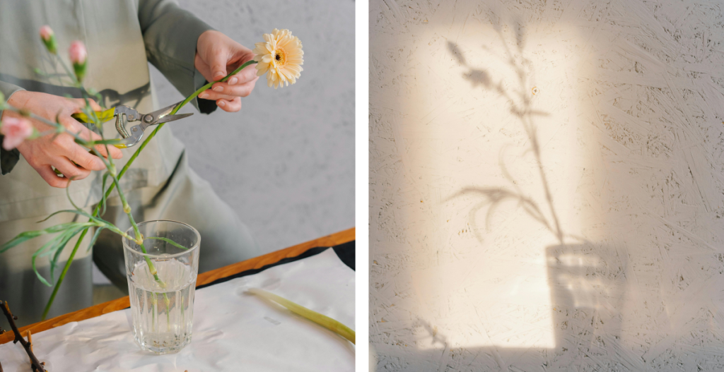 elementos del mediterráneo como flores y pared blanca con sombras de plantas por el sol