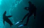Buceador Bluewave Alliance de ISDIN Alex Avello fotografiando un león marino bajo el agua, divulgación científica y protección de la vida marina