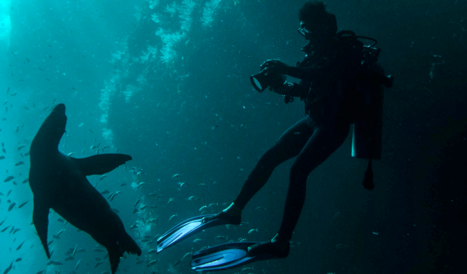 Buceador Bluewave Alliance de ISDIN Alex Avello fotografiando un león marino bajo el agua, divulgación científica y protección de la vida marina