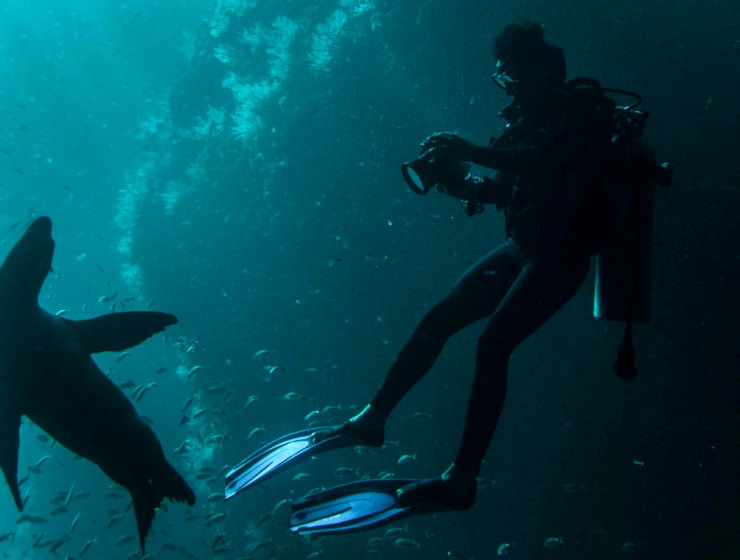 Buceador Bluewave Alliance de ISDIN Alex Avello fotografiando un león marino bajo el agua, divulgación científica y protección de la vida marina