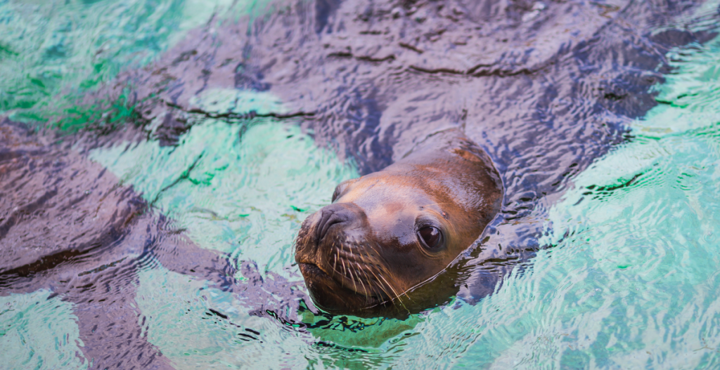 Primer plano de un león marino en el agua, fauna marina y conservación de los océanos
