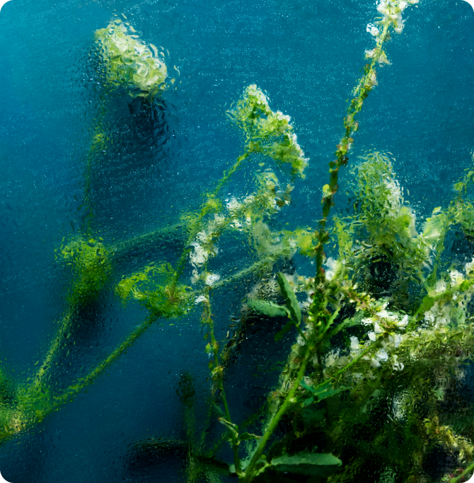 Algas marinas en el Mediterráneo, ecosistemas submarinos y biodiversidad oceánica