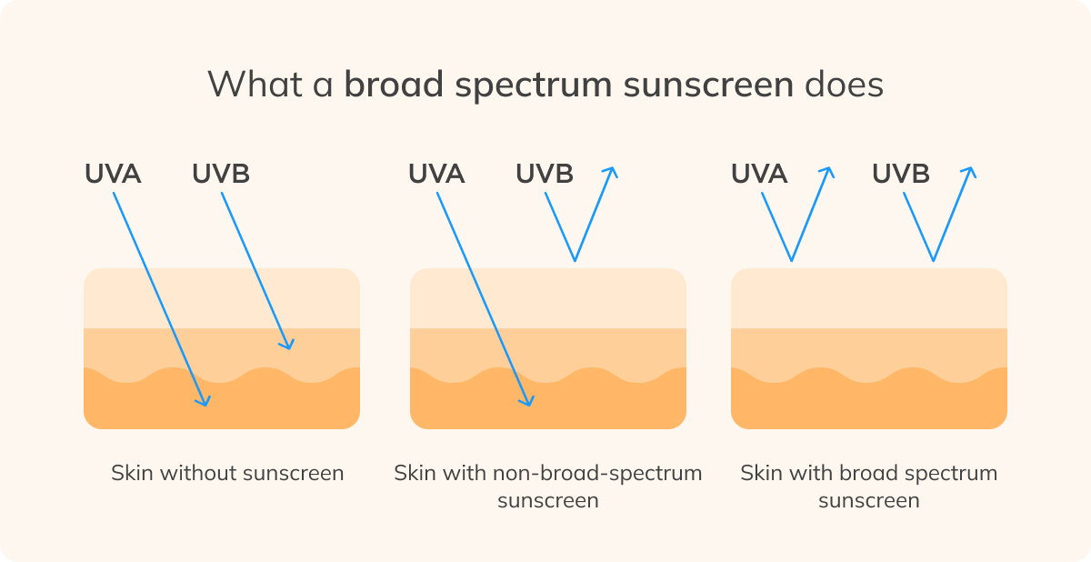 What broad spectrum sunscreen means