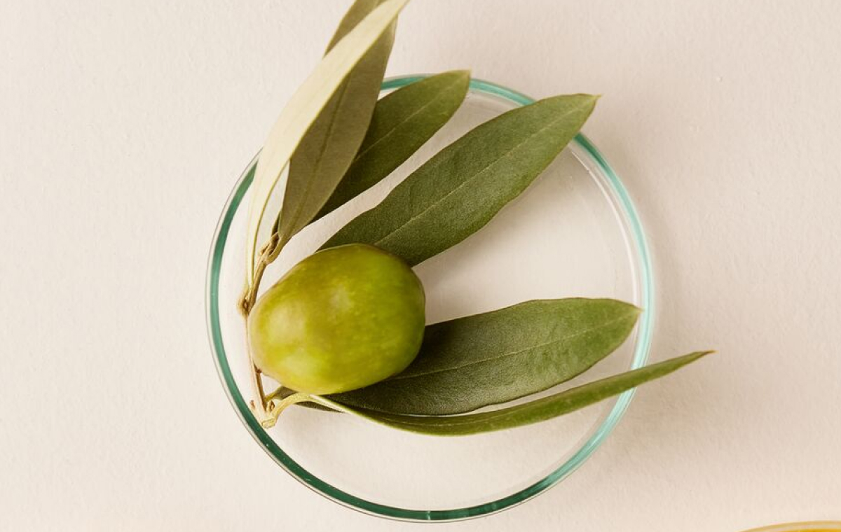 Mediterranean Olive Tree_ 3 Skincare Ingredients You’ll Love